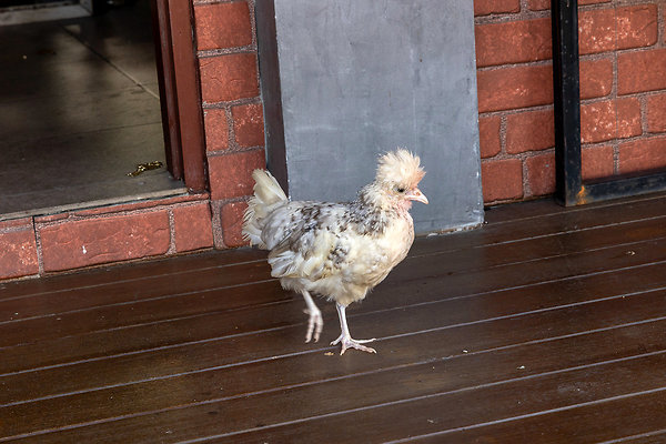 PHRA PRADAENG RIVERSIDE-3505