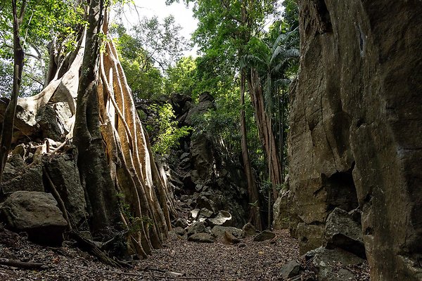 THE GORGE MT. TAMBORINE-18