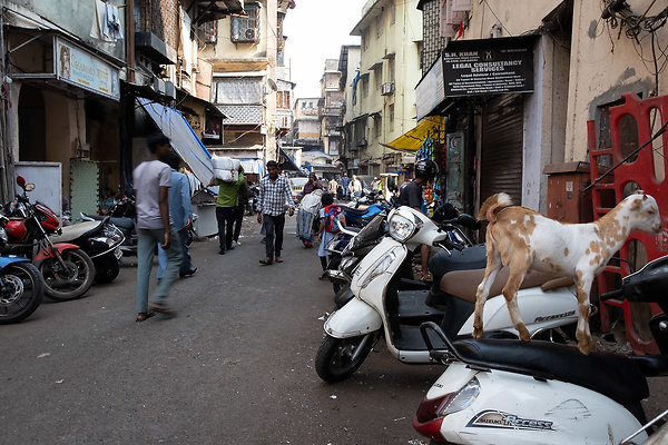 MUMBAI DIRECTOR SCOUT DAY 2-144 MUMBAI DIRECTOR SCOUT DAY 2-144