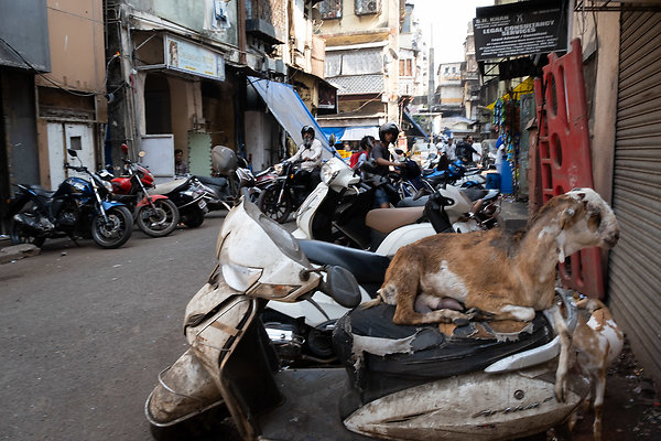 MUMBAI DIRECTOR SCOUT DAY 2-143 MUMBAI DIRECTOR SCOUT DAY 2-143