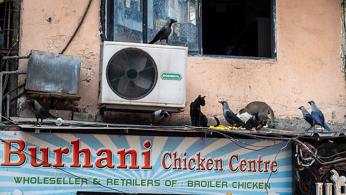 MUMBAI DIRECTOR SCOUT DAY 2-132 MUMBAI DIRECTOR SCOUT DAY 2-132