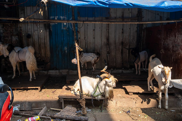 MUMBAI DIRECTOR SCOUT DAY 2-83 MUMBAI DIRECTOR SCOUT DAY 2-83